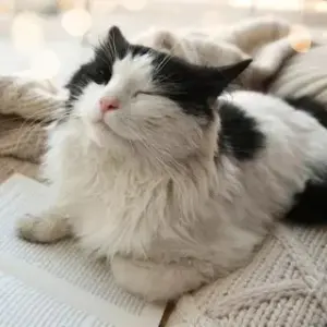 Мяу Машина 3.0